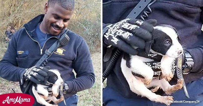 Un pompier courageux sauve un chiot abandonné sur la berge d'un étang et décide de l'adopter