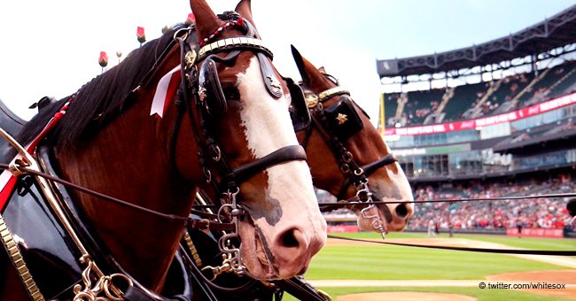 First Budweiser Clydesdale Foal of the Year Is Born