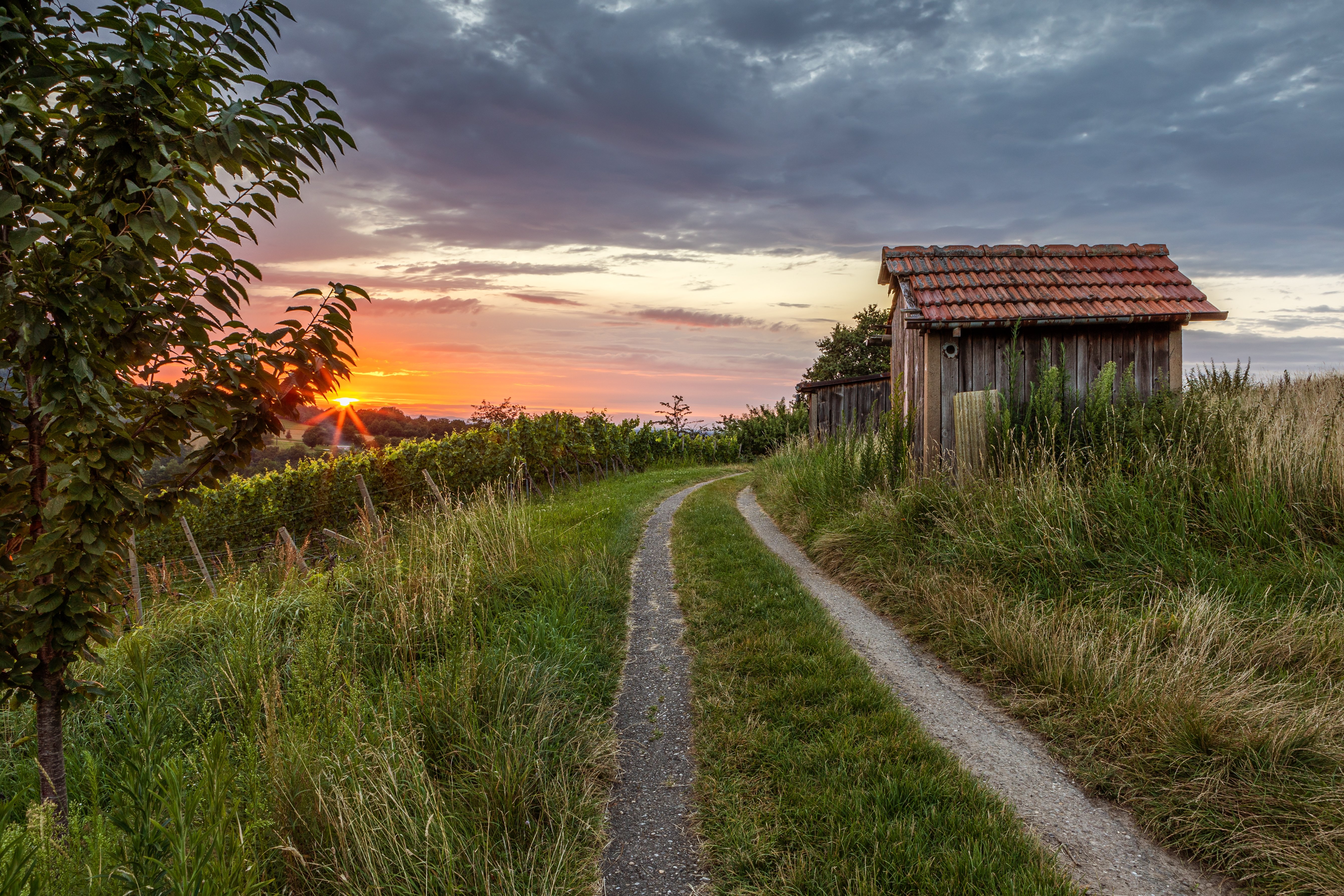 When Jacob and his sisters started looking around in the forest, they found an old hut. | Source: Shutterstock