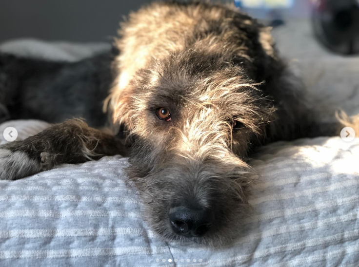 Winnie resting peacefully, bathed in soft light, posted on March 14, 2024 | Source: Instagram/kykelce