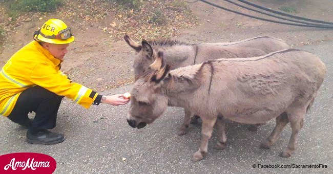 Firefighters spot two tired donkeys fleeing wildfires and rush to help the exhausted animals
