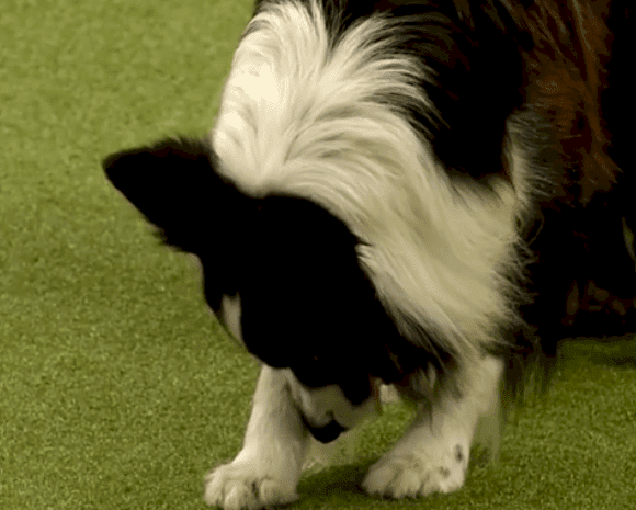 Source: YouTube/Crufts Source: YouTube/Crufts