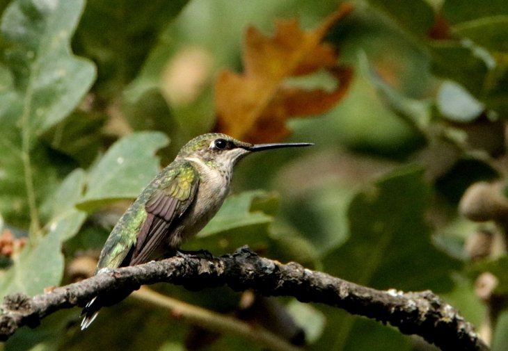 Colibrí. | Foto: Publicdomainpictures.net