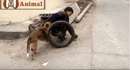 Leo prend sa tâche très au sérieux et surveille attentivement où il va.| Image : YouTube / Mural AnimalBlog Leo prend sa tâche très au sérieux et surveille attentivement où il va.| Image : YouTube / Mural AnimalBlog