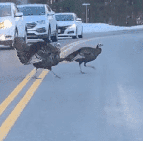 The turkey passing traffic for his turkey friends. | Photo: YouTube/ Storyful Rights Management.