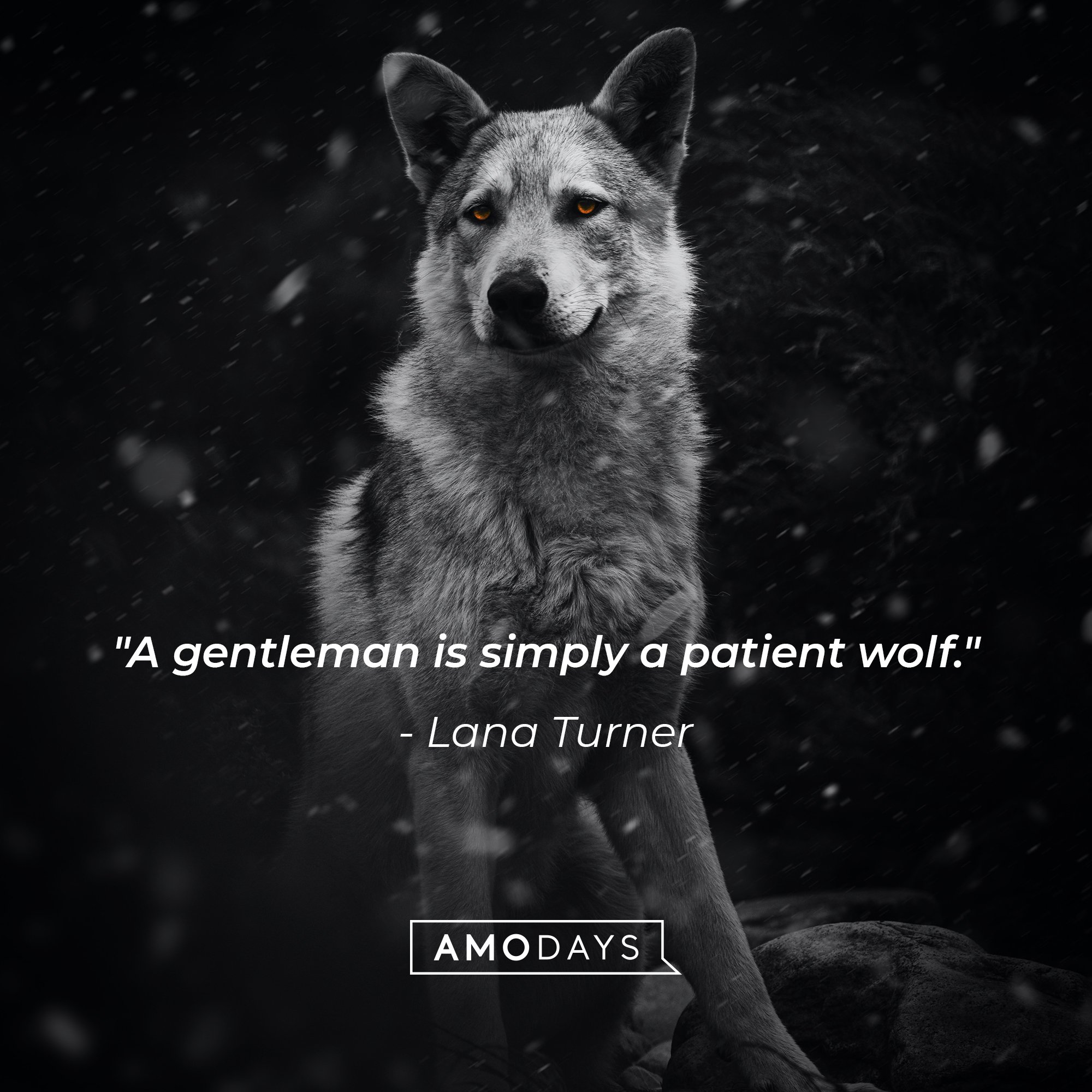 Lana Turner's quote: "A gentleman is simply a patient wolf." | Image: AmoDays