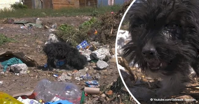 Dramatic video shows a puppy abandoned at a dump, trying to find food through garbage