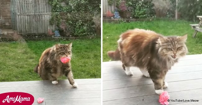 Woman baffled by random flowers on her porch – until she sees what the neighbor's cat does