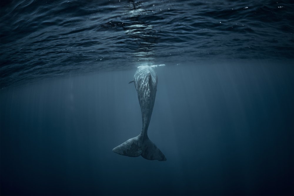 Walschwanz im Atlantischen Ozean. I Quelle: Shutterstock