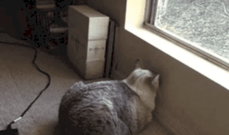 Si Votre Animal De Compagnie Pousse La Tete Contre Un Mur Amenez Le Immediatement Chez Le Veterinaire Si Votre Animal De Compagnie Pousse La Tete Contre Un Mur Amenez Le Immediatement Chez Le Veterinaire