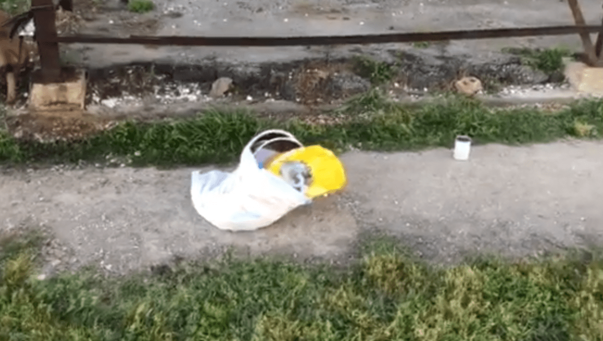 Pertenencias del perrito Rocky que fueron abandonadas cerca de él. | Imagen: Facebook/Villalobos Rescue Center Pertenencias del perrito Rocky que fueron abandonadas cerca de él. | Imagen: Facebook/Villalobos Rescue Center