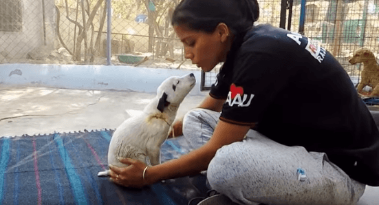 Welpe im Heim | Quelle: YouTube / Animal Aid Unlimited, India