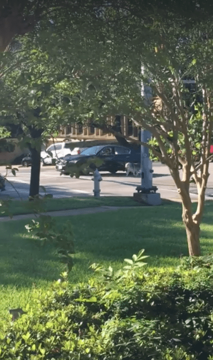 Propietario tira de la correa de su perro al lado de su vehículo mientras conduce. | Imagen: Facebook/KXAN News Propietario tira de la correa de su perro al lado de su vehículo mientras conduce. | Imagen: Facebook/KXAN News
