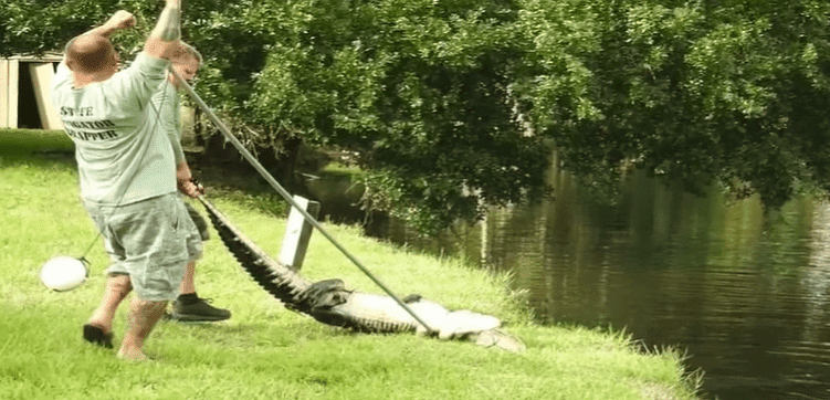Trappers retrieving the alligator | Photo: ABC Action News