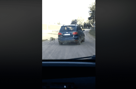 Captura de pantalla del perro siendo halado. | Imagen: Facebook / Flo Micaela Captura de pantalla del perro siendo halado. | Imagen: Facebook / Flo Micaela