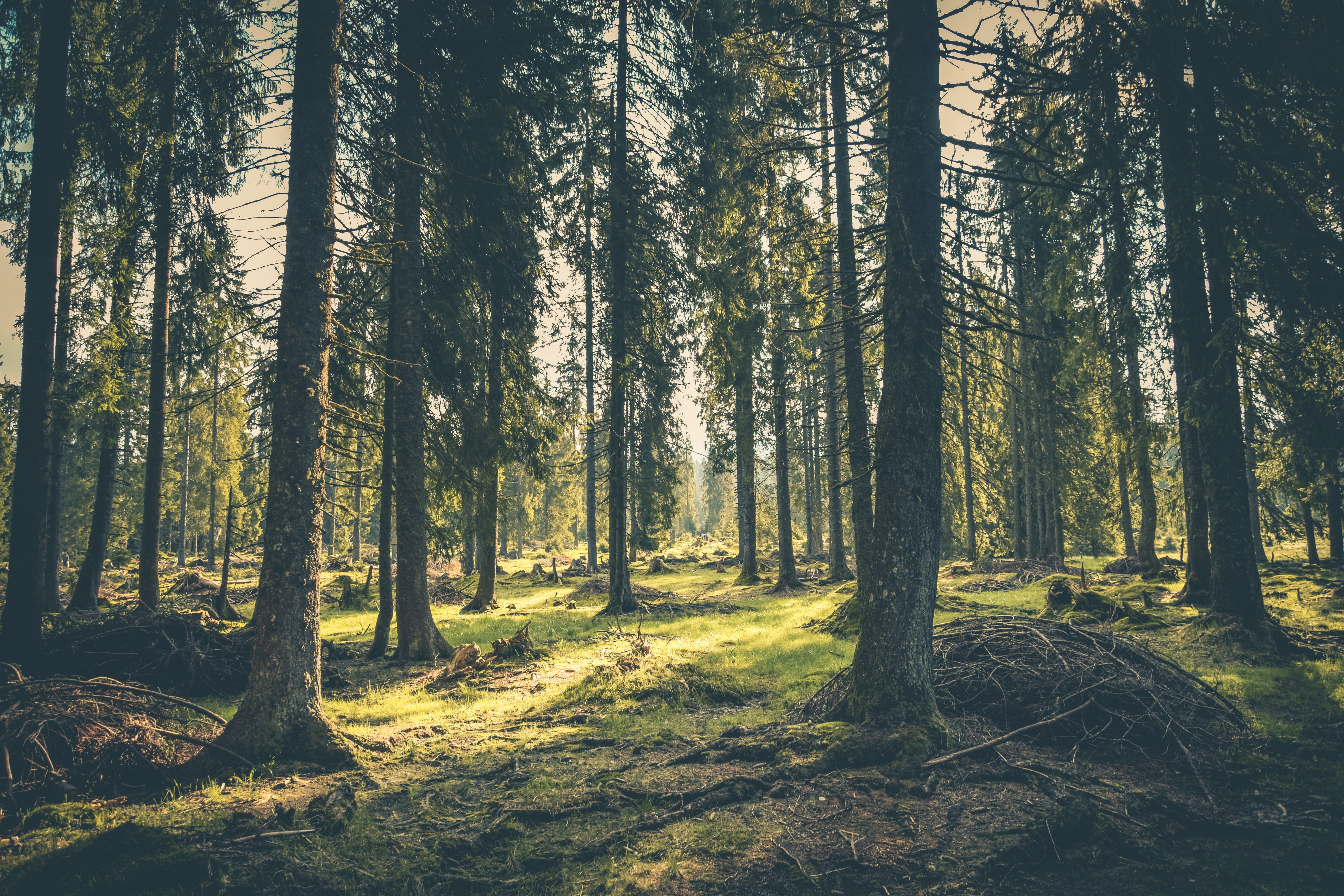 Un bosque solitario. | Foto: Pexels