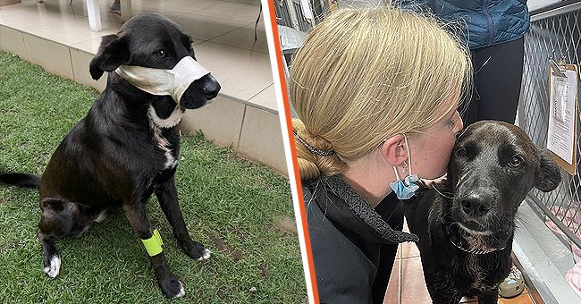 Kei [izquierda] y durante una visita al veterinario después del allanamiento de morada [derecha] | Foto: Facebook.com/Boksburg-SPCA-New-FB-Page