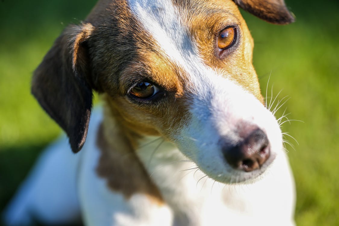 Jack Russell Terrier. | Imagen: Pexels Jack Russell Terrier. | Imagen: Pexels