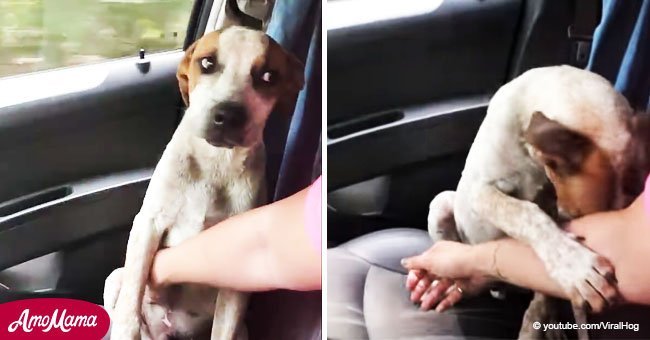 Ein ausgesetzter Hund zeigt eine unglaubliche Liebe zu der Frau, die ihn von dem Tod rettete
