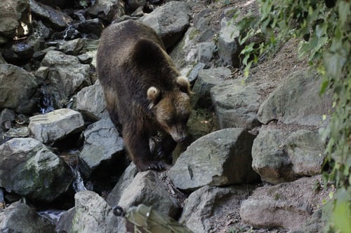 ours en pleine nature | Unsplash