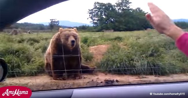 Woman waves to 300-pound bear from her car and his reaction quickly goes viral