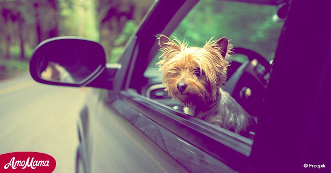 3 important steps you have to follow to rescue a dog from a hot car