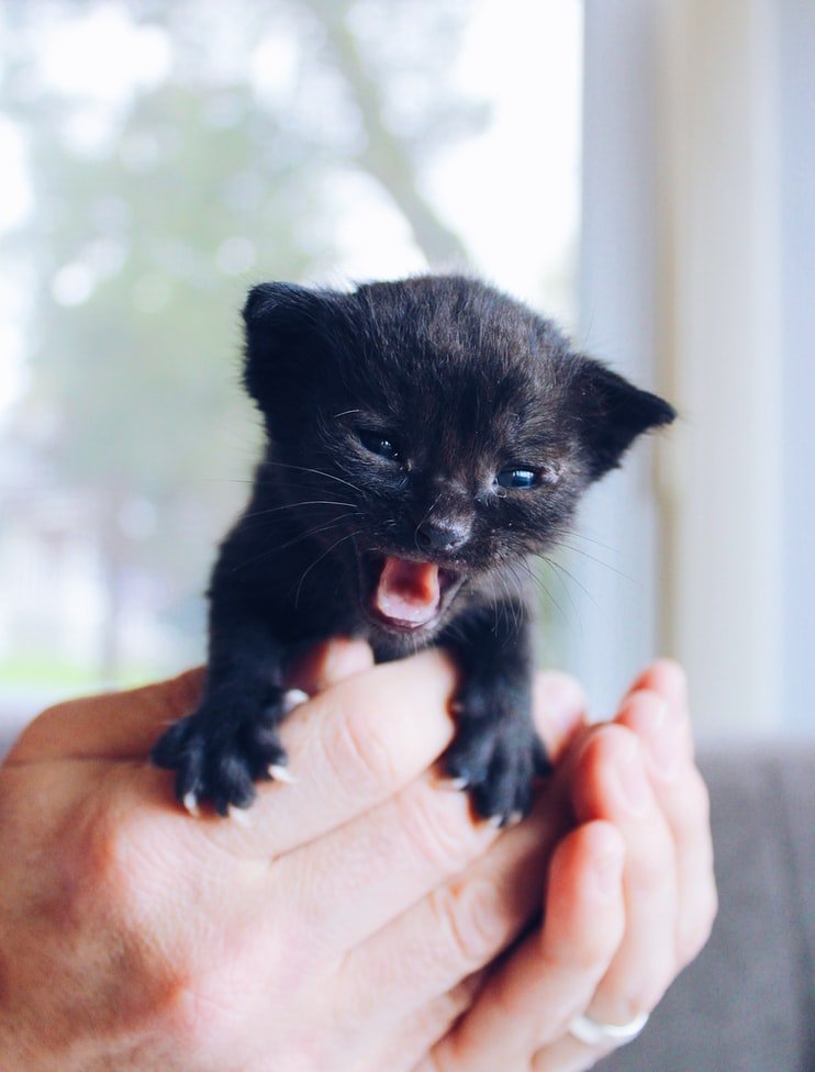 When Alice adopted a black kitten, the boys were sure she was a witch | Source: Unsplash