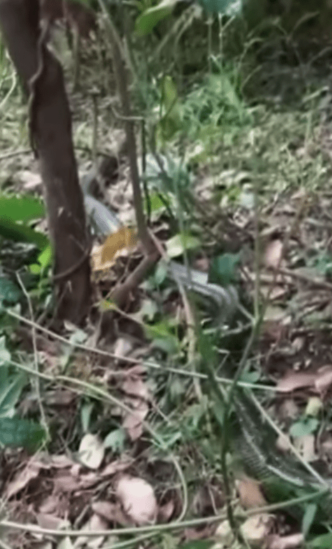 A snake that was discovered in a supermarket is released in a nearby woodland | Photo: Youtube/WPLG Local 10
