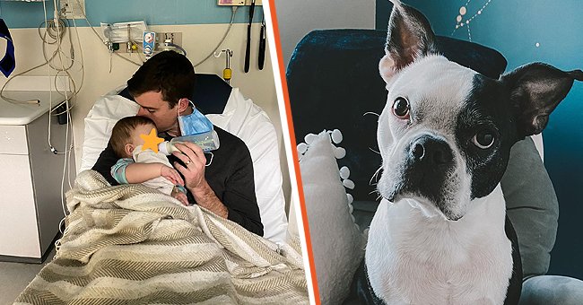 Kelly's husband takes care of their daughter during her illness. [Left] The eight-year-old Boston Terrier, Henry. [Right] | Photo: instagram.com/kayaydrew | twitter.com/KayAyDrew 