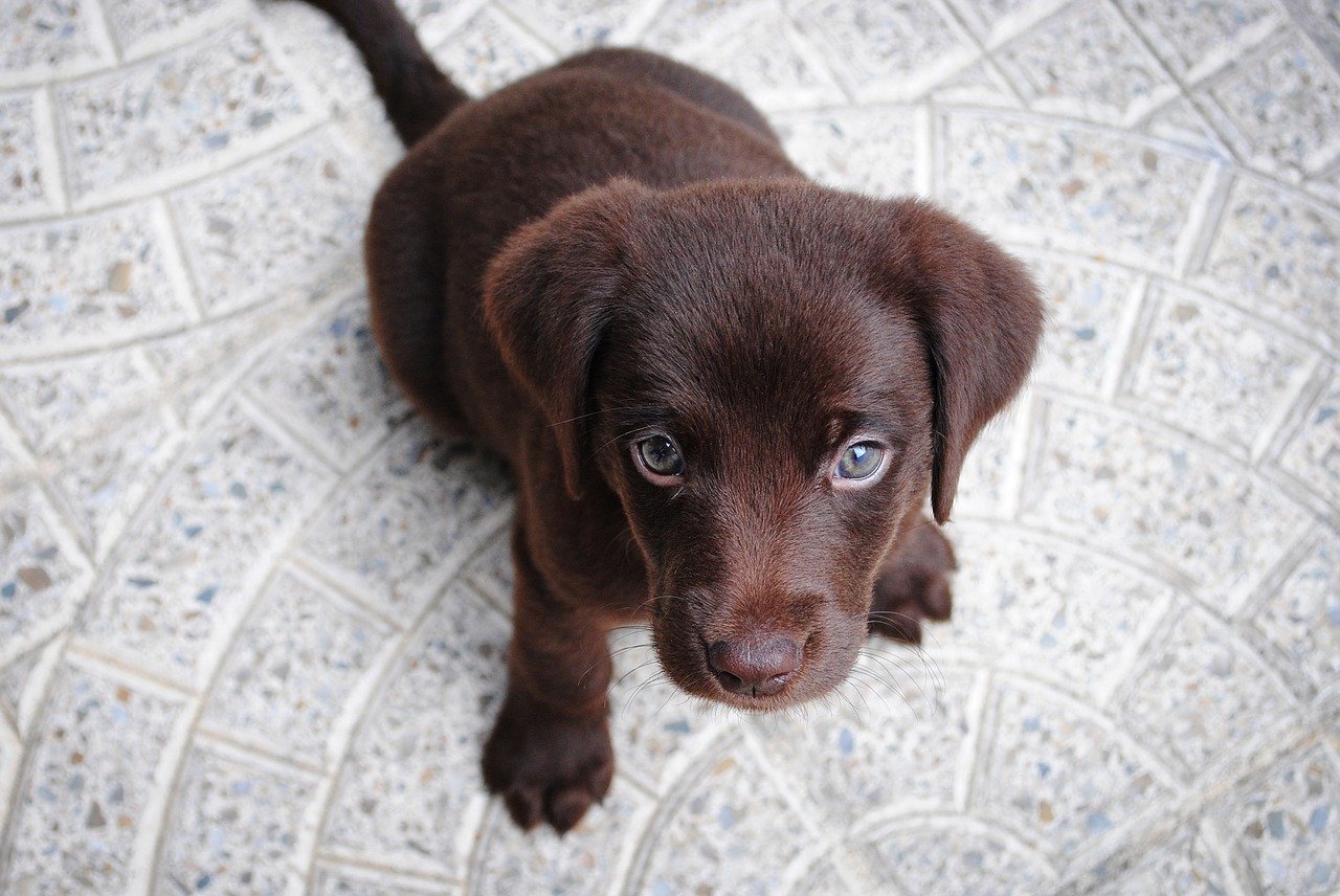Un petit Labrador. | Photo : Getty Images