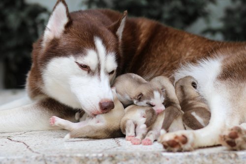 Une chienne et ses petits | Photo : Shutterstock
