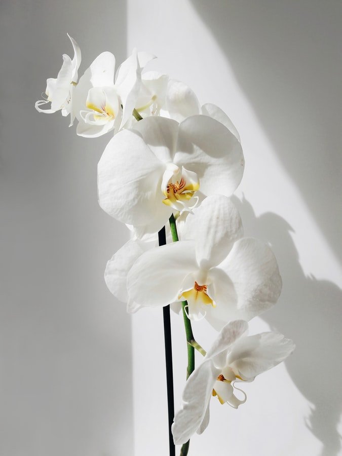 Une orchidée. l Source : Unsplash