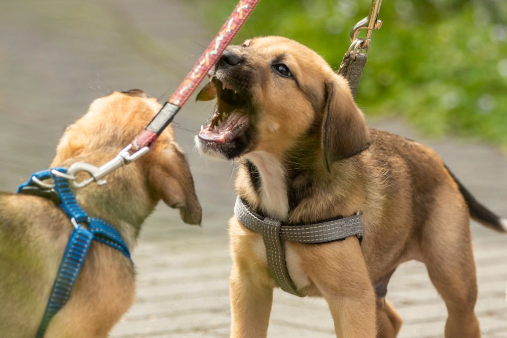 Des chiots en train de jouer. | source : Getty Images