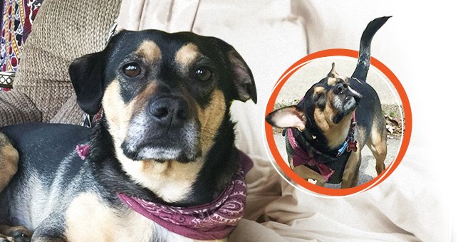 Shy Dog Kicked Out of Moving Vehicle Finds Forever Home after Attacking Annoying Stranger