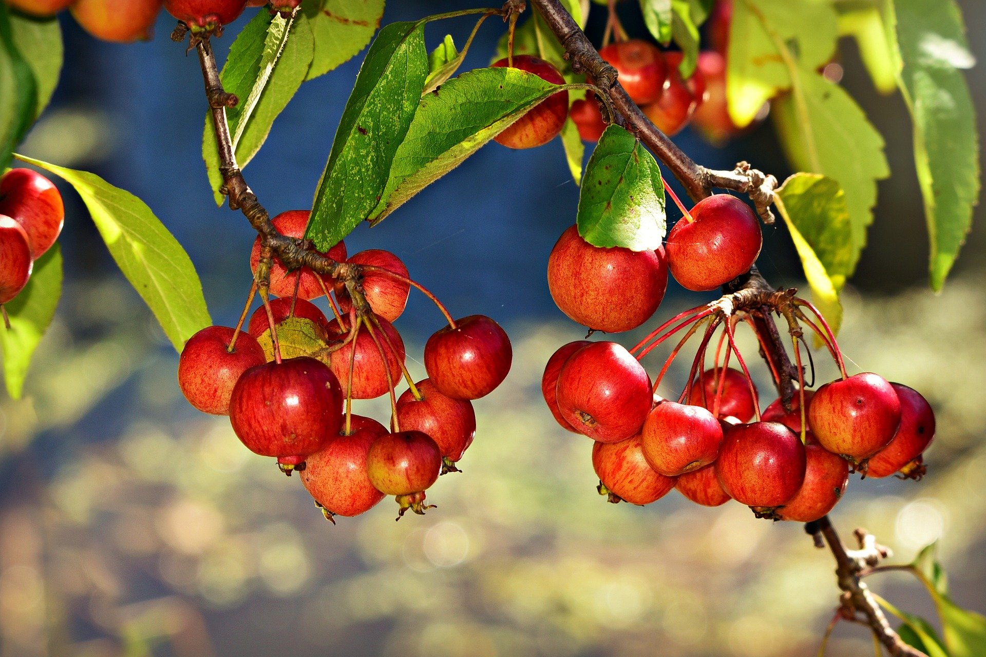 A picture of a red chokeberry. | Photo: Pixabay