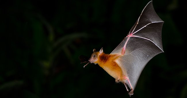 A photo of a vampire bat. | Photo: Shutterstock