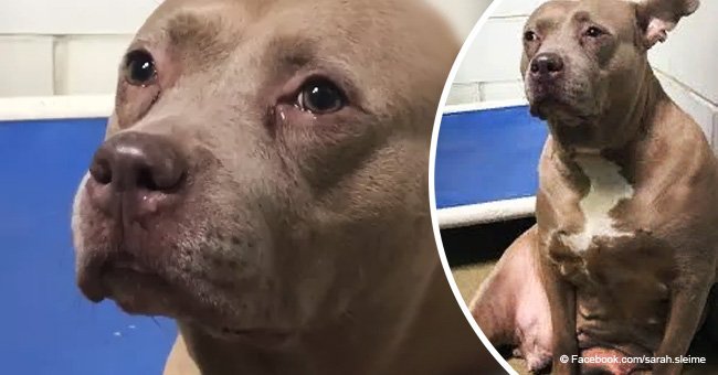 Crying pit bull with 'humanlike' emotions showed unbearable sadness at being abandoned