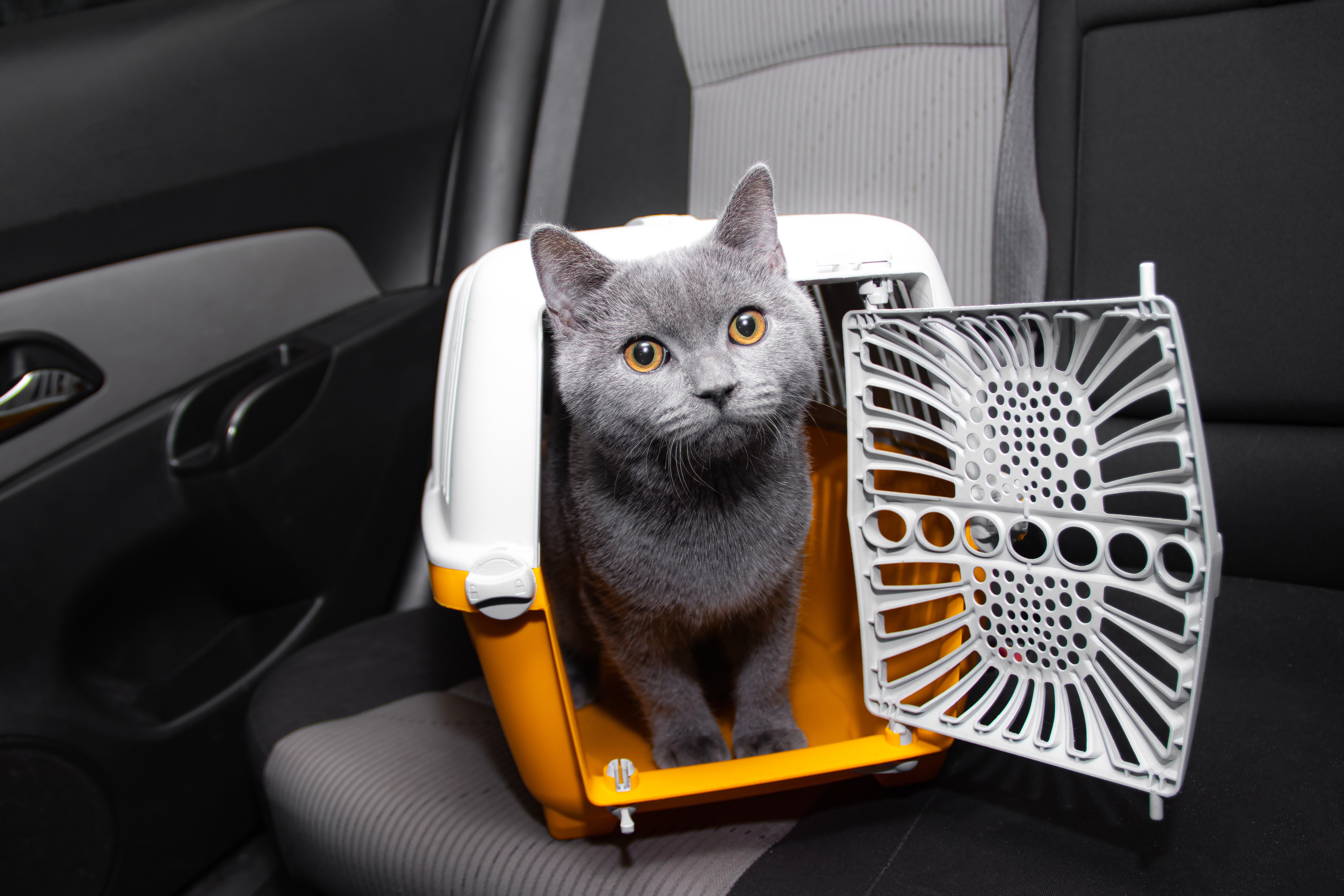Gatito dentro de auto. | Foto: Shutterstock