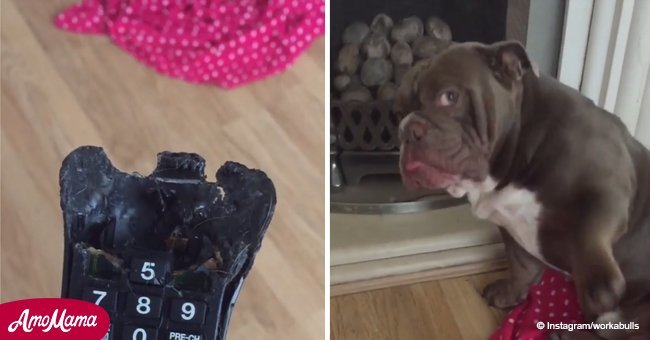 Adorable bulldog pleads guilty after owner asks him who destroyed the remote