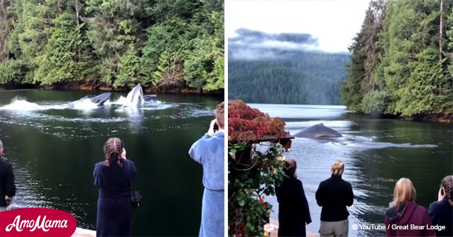Humpback whales put on a spectacular show for guests at Port Hardy lodge