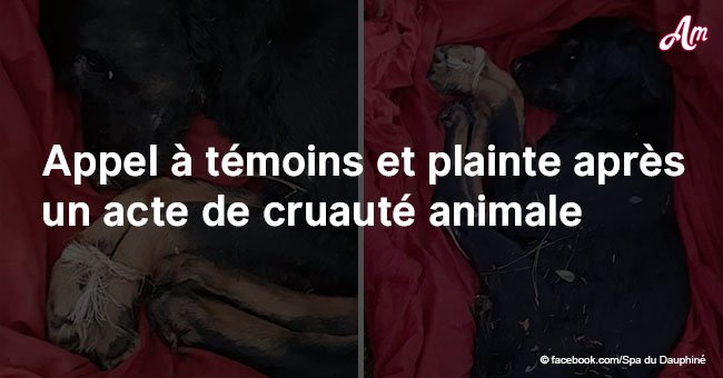 Isère: Un appel à témoins après qu'un chien ait été découvert avec les pattes attachées