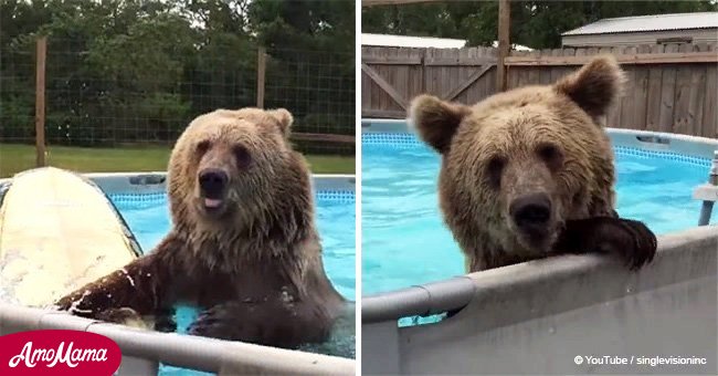 Grizzly bear does belly flops in the pool and shares 'perfect smile' for the camera