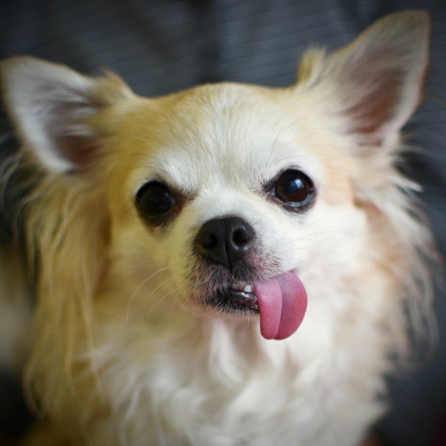 Chihuahua - lustiger kleiner Hund | Quelle: Shutterstock