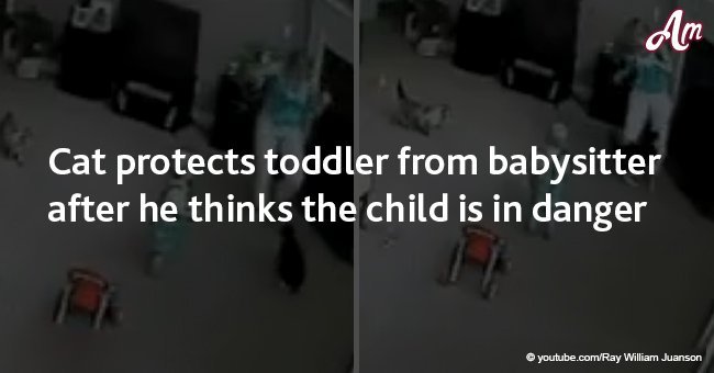 Cat protects toddler from babysitter after he thinks the child is in danger