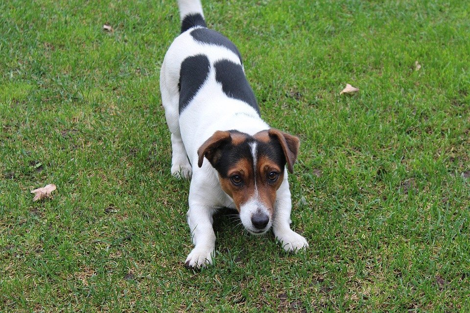 Jack Russell Terrier jugueteando. | Imagen: Pixabay Jack Russell Terrier jugueteando. | Imagen: Pixabay