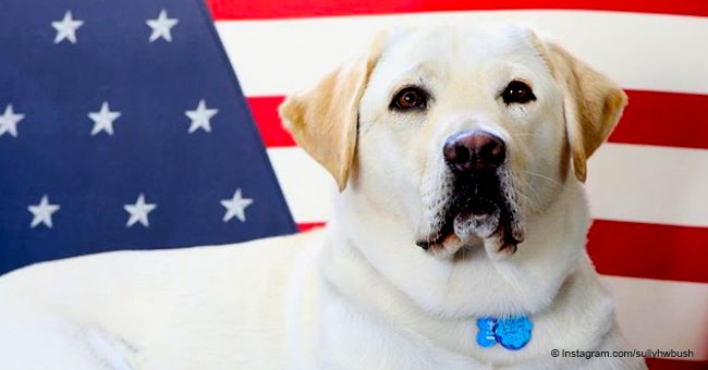 Late George H.W. Bush's service dog – made famous in viral photos – gets a new job
