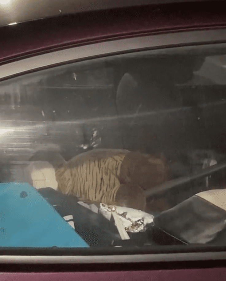 A TikToker shows viewers the inside of an Uber Eats delivery car that is cluttered and crawling with roaches | Photo: TikTok/iamjordanlive