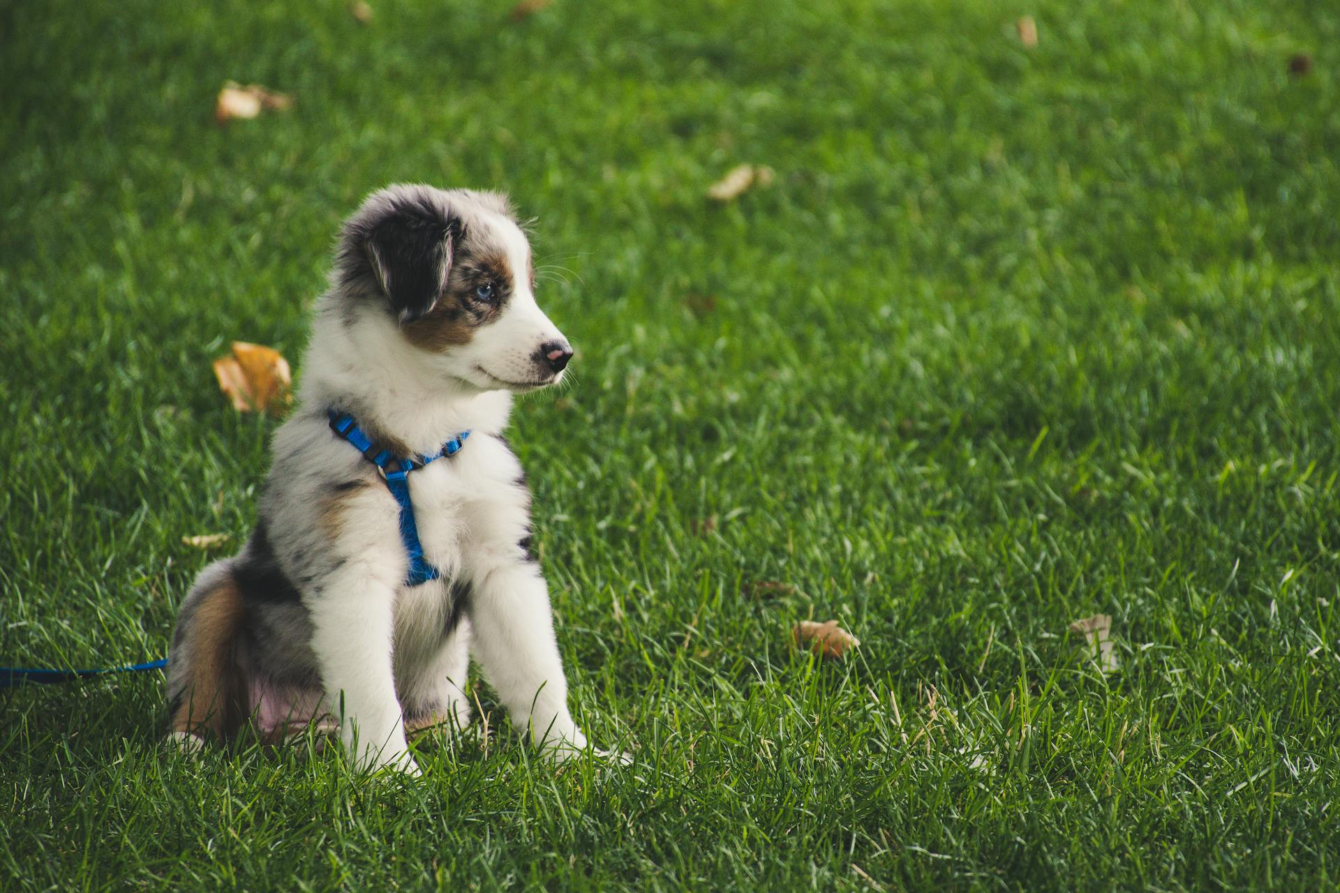 A puppy sitting on the lawn | Source: Pexels