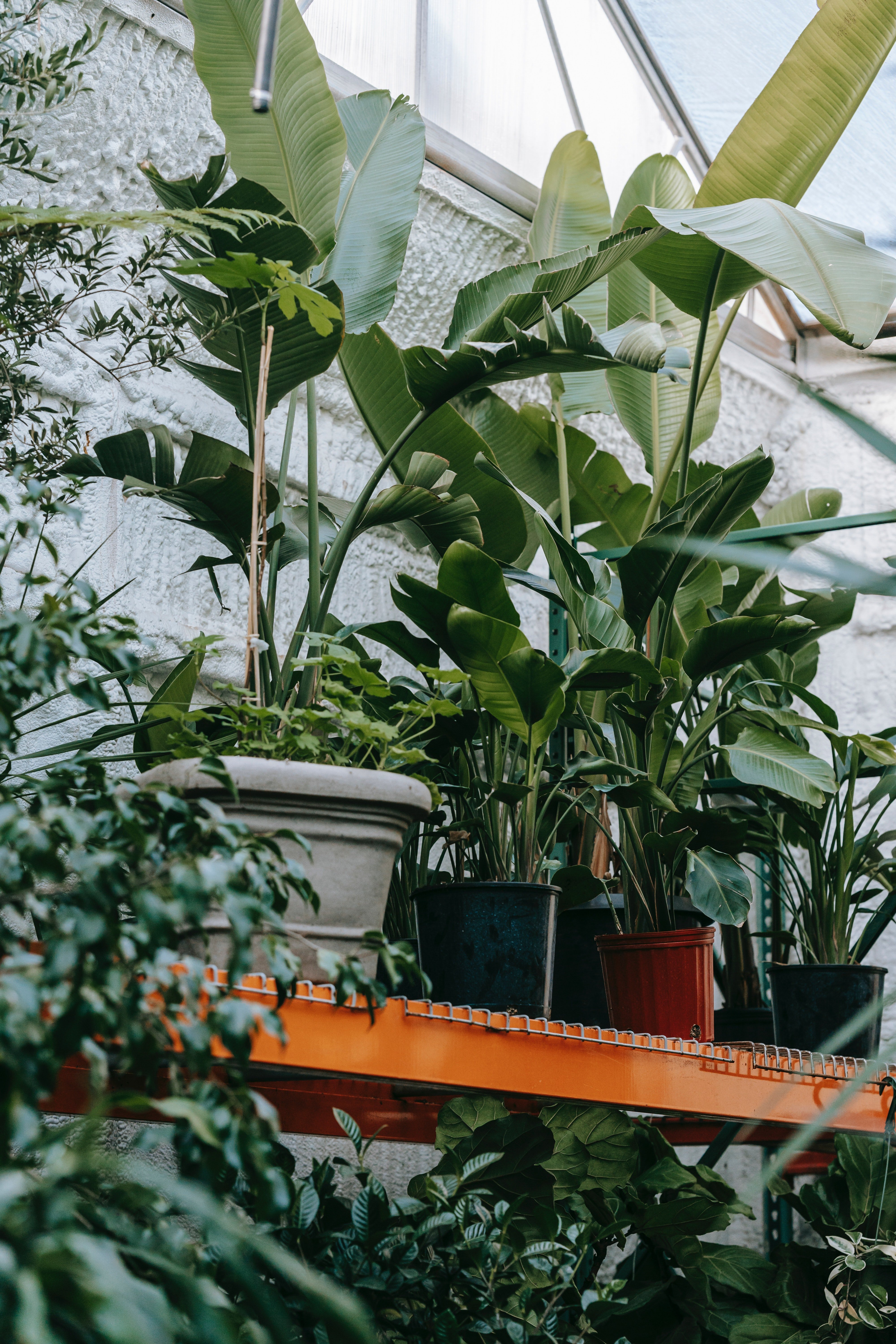 Tess lived in an abandoned hothouse. | Source: Pexels