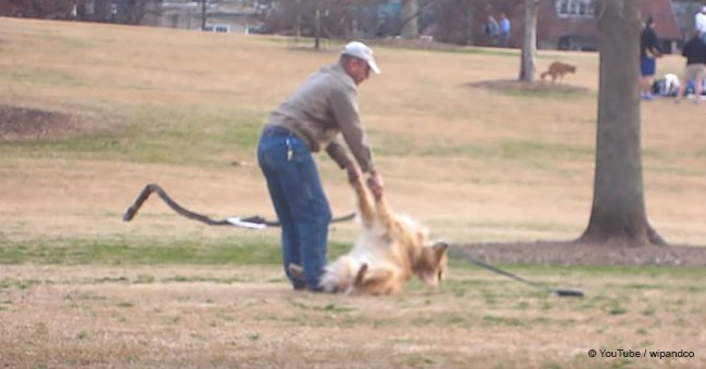 Passersby in tears as lazy dog doesn't want to leave the park (video)